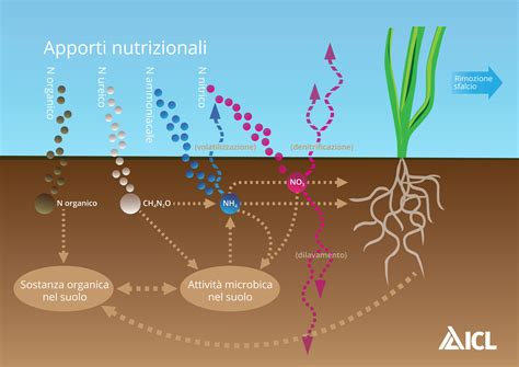 Quale Elemento Fertilizzante Incoraggia La Crescita Della Fioritura Nelle Piante?